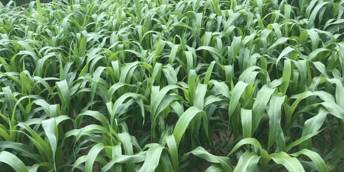 Governments gifts Warrap State with tractors, urged to intensify Farming