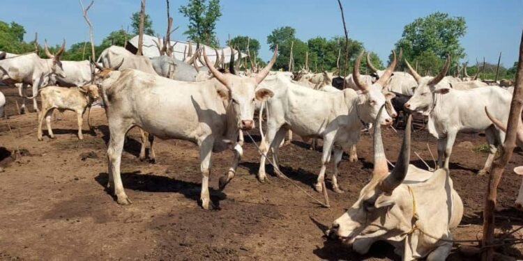 Central Equatoria State Govt urge cattle traders in Mogiri to Coexist Peacefully