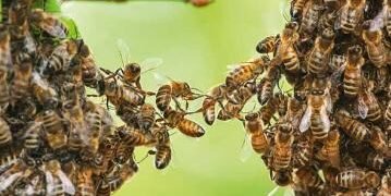 Man dies after being stung by dozens of bees in Aweil