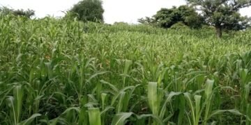 Farmer detained in Rumbek East County