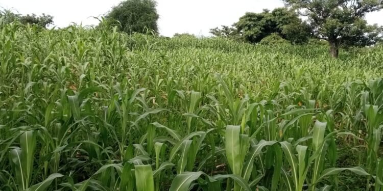 Farmer detained in Rumbek East County