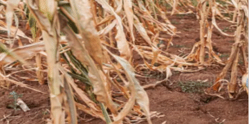 Drought puts Aweil East farmers’ Crops and Livestock at risk