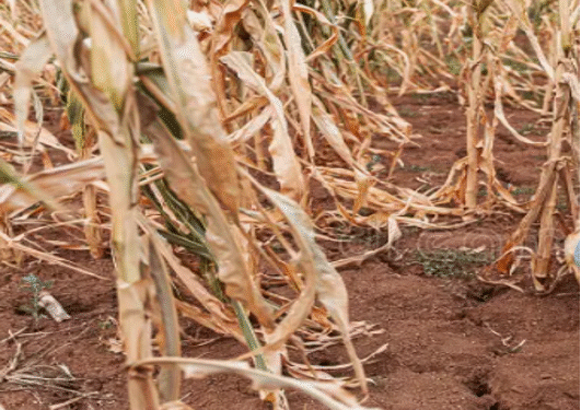 Drought puts Aweil East farmers’ Crops and Livestock at risk