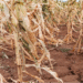 Drought puts Aweil East farmers’ Crops and Livestock at risk