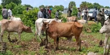 Over 800 Cattle Reportedly Taken in Greater Mundri Raids as WES Government Pushes Peaceful Recovery