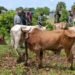 Over 800 Cattle Reportedly Taken in Greater Mundri Raids as WES Government Pushes Peaceful Recovery