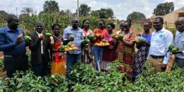 Yambio Demo Farm Shows How Local Methods Can Boost Vegetable Production and Food Security