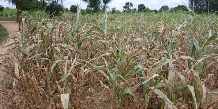 Over 40 People die of hunger in Eastern Equatoria as food crisis worsens