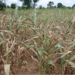 Over 40 People die of hunger in Eastern Equatoria as food crisis worsens