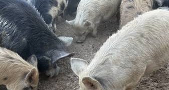Yambio Livestock Crisis Deepens as Pig Deaths Expose South Sudan’s Fragile Animal-Health System