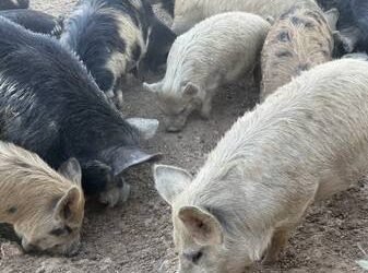 Yambio Livestock Crisis Deepens as Pig Deaths Expose South Sudan’s Fragile Animal-Health System