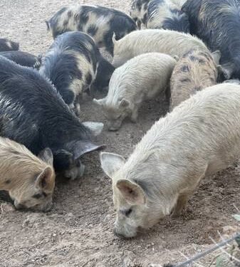 Yambio Livestock Crisis Deepens as Pig Deaths Expose South Sudan’s Fragile Animal-Health System