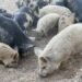 Yambio Livestock Crisis Deepens as Pig Deaths Expose South Sudan’s Fragile Animal-Health System