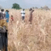 South Sudan urged to Act as drought threatens food security