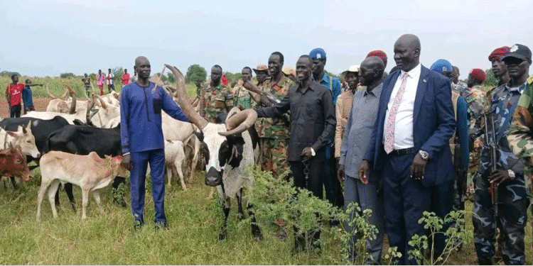 Mayom authorities return 51 stolen cattle to Tonj North