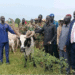 Mayom authorities return 51 stolen cattle to Tonj North