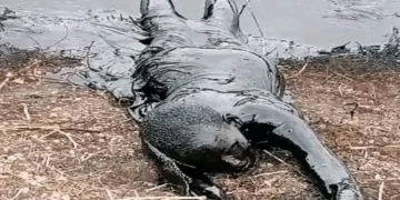Woman slips into hazardous oil-waste pool at Unity oil field