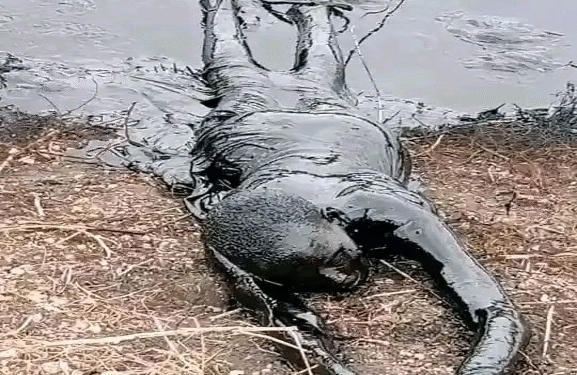 Woman slips into hazardous oil-waste pool at Unity oil field