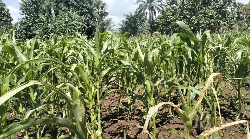 Dry Spell Drives Up Maize Prices in Maridi as Farmers Warn of Looming Food Crisis