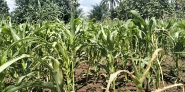 Dry Spell Drives Up Maize Prices in Maridi as Farmers Warn of Looming Food Crisis