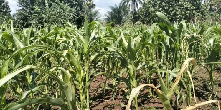 Dry Spell Drives Up Maize Prices in Maridi as Farmers Warn of Looming Food Crisis