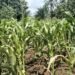 Dry Spell Drives Up Maize Prices in Maridi as Farmers Warn of Looming Food Crisis